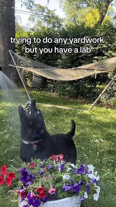 Trying to complete any task but you have a Lab🤣 #dogs #labrador #blacklab #englishlab #cutedogs