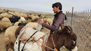 BIZÎNÊ ZALIM KÜRTÇE BELGESEL حيوانات الماعز الأغنام sheep goat animals