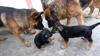 He is so cute! German Shepherd puppy meets his father, grandfather and older sister. Dad is shocked!