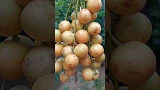 Bubi Fruit Lotkon Fruit