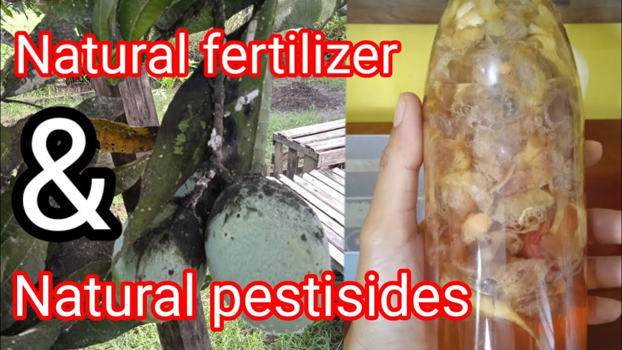 Garlic & onion Peel for plants //Natural fertilizer and pesticides