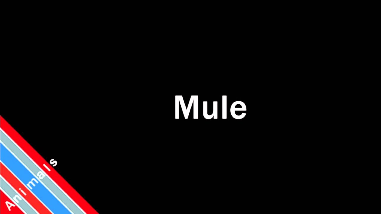 How To Pronounce Mule YouTube how-to-pronounce-mule-youtube