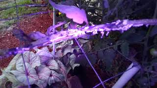 Esco Lite black light flashlight for tomato hornworms review.  Excellent!!
