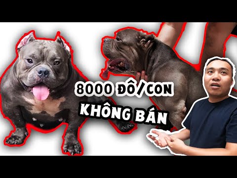 Video Đàn chó lực sĩ cơ bắp, mỗi ngày ăn 6 kg ức gà sống... - youtube