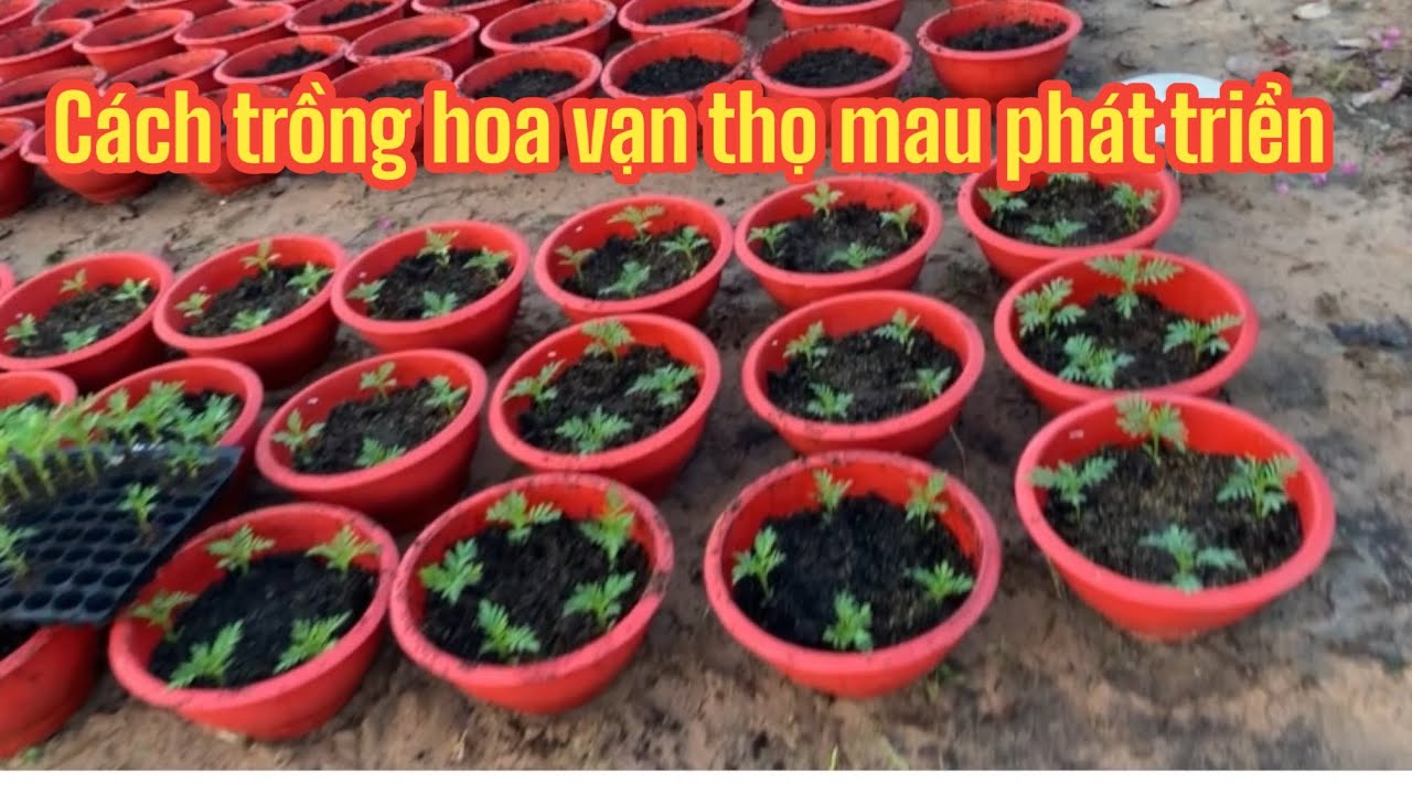 Cách trồng hoa vạn thọ mau phát triển
