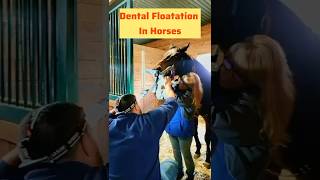 Dental Floating in Horse. #equinedentistry #equinevet