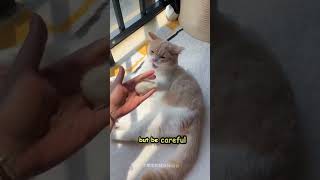 Why Do Cats Bite You Gently? Love Bites vs Real Bites Explained!  #cat