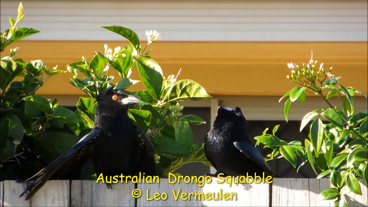 Spangled drongos have a territorial dispute/squabble.