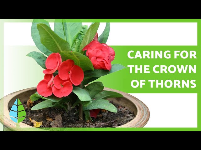 CARING for the CROWN of THORNS (Euphorbia MIli) Watering, Pruning,  Reproduction and more! - YouTube