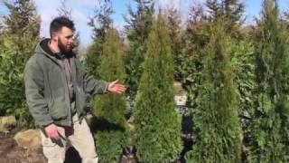 Green Arborvitae - Fort Wayne Trees