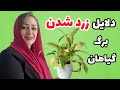 چرا برگ گیاهان زرد میشوند مشکلات شایع و راه حل ها چرا برگ گیاهان زرد میشوند مشکلات شایع و راه حل ها