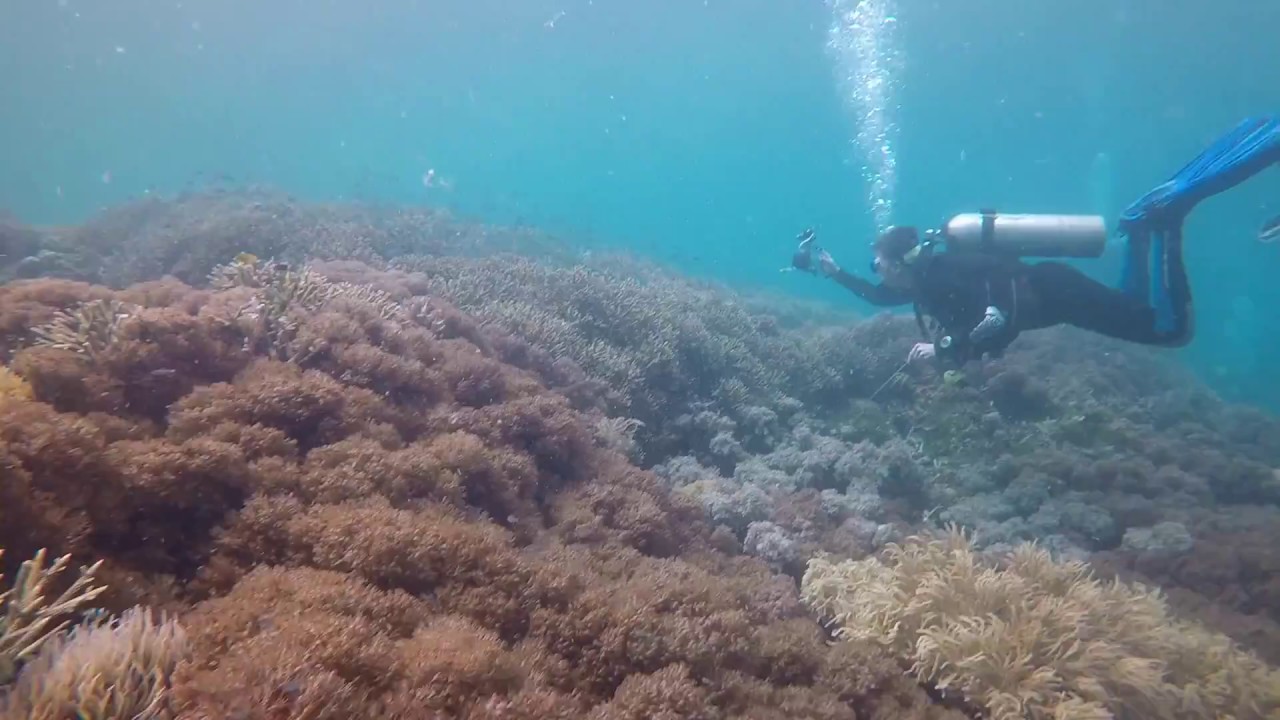 Amazing Safety Stops - Murex Dive Resorts