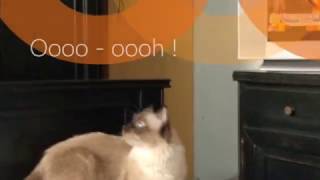 Bella&Nero /Hiding-Videoclip /11mar.2017 /Lumia 1080p