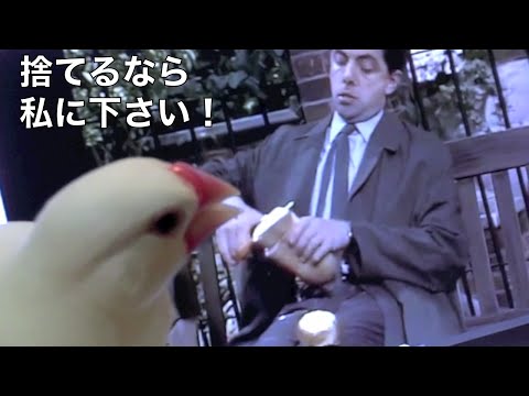 白文鳥ふーちゃん Mr ビーンにパンをねだる！？ 文鳥動画