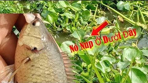 Câu Cá Rô Đồng Vùng Này Mới Thả Mồi Xuống Là Ăn Liền.