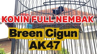 KONIN GACOR RAPAT NEMBAK BREEN CIGUN AK47 99% FULL NEMBAK