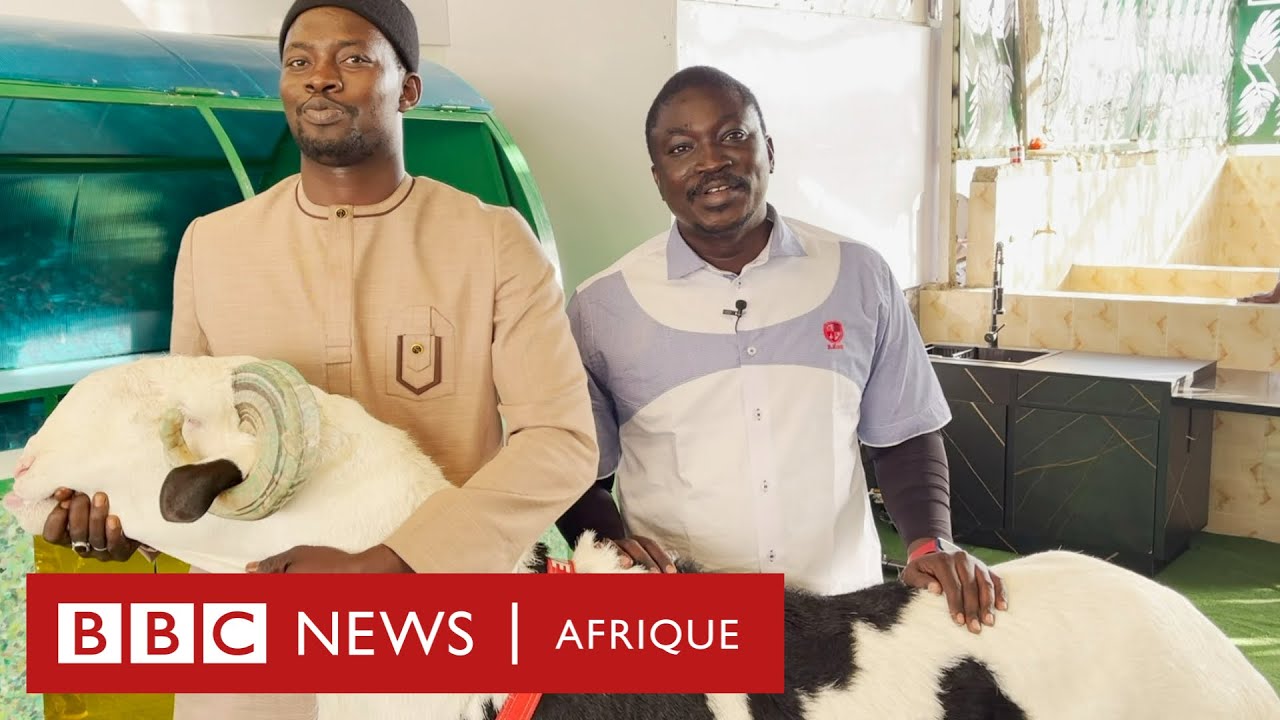 Élevage: Laadoum, ces moutons VIP qui n'ont rien à envier aux humains