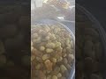اصناف الرطب المبكره في الامارات منطقة شمل في راس الخيمة