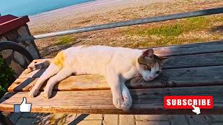 A Stray Cat Bit Me… But Very Gently