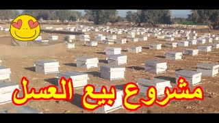 مشروع تربية النحل في المغرب. مشروع بيع العسل