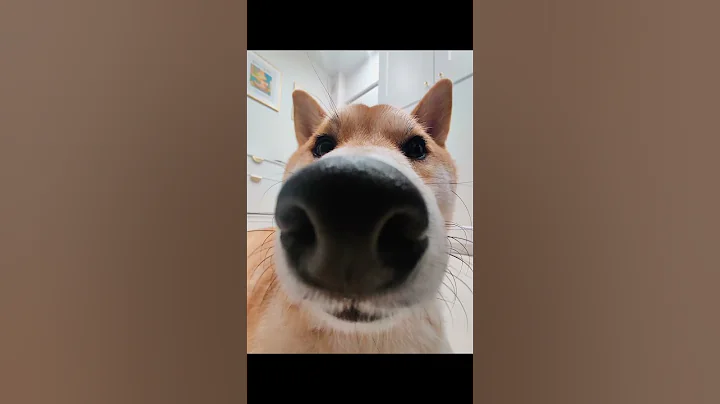 Shiba Inu takes a selfie #meme #memes