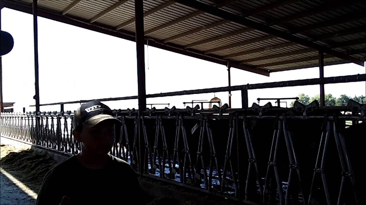 Why Do Cows Moo Constantly