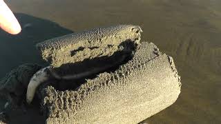 Curious Creature In The Sand, Its A