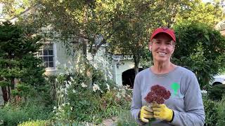 UVA Clubs Behind the Scenes: Fall Gardening with Leslie Keleher Harris