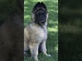 #belgian #tervuren #look #like #gsd #very #powerful #breed #puppies #love #cute #dog