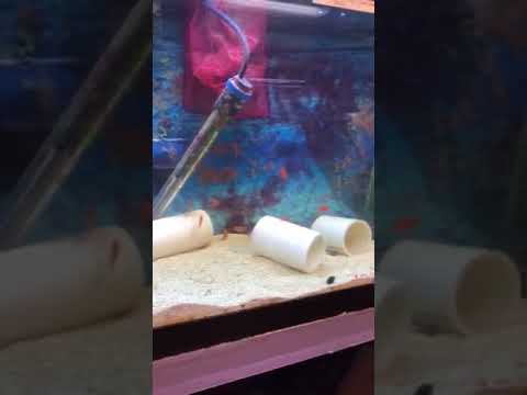 camera iphone 8 plus apk New 4 month old Captive Bred Flame Angels
