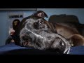LOVE HURTS PLAYBOI CARTI OFFICIAL MUSIC VIDEO 