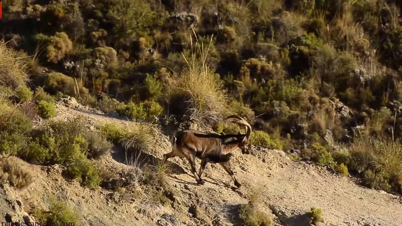 SIERRA NEVADA Y SU MACHO MONTES