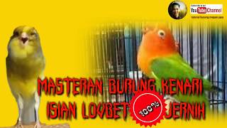 Masteran burung kenari isian lovbet 100%jernih