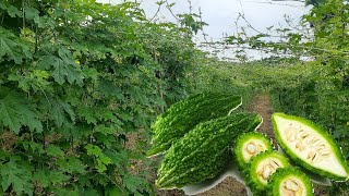 BITTER MELON Scientific name  Momordica charantiaFamily  CucurbitaceaeOrder  Kin