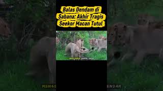 Balas Dendam di Sabana: Akhir Tragis Seekor Macan Tutul