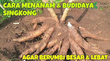 CARA MENANAM & BUDIDAYA SINGKONG AGAR BERUMBI BESAR & LEBAT