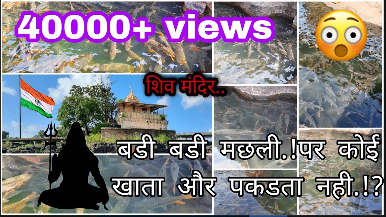 TILSA Wada SHIV TEMPLE |God's fish |miracle fish |Vaitarna| तिळसे देव ...