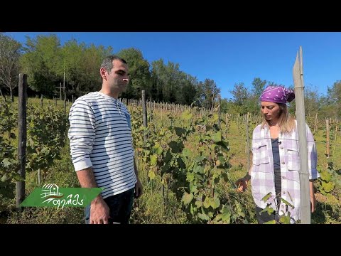 #ფერმა როგორ ვითარდება იმერეთში საოჯახო მარნები, რატი არშილავას მევენახეობა-მეღვინეობის ისტორია