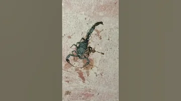 سبحان الله كيفاش يحاول اخدعنا باش ما يموتش اكسبلور عقرب 