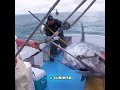 Sea fishing for bluefin tuna #bluefintuna #fishing #bluefintunafishing #tuna #fish #fishinglife
