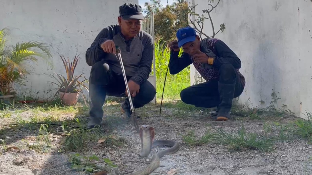 MAG ASAWANG COBRA SA ISANG LUNGGA | JTG Kamandag | Boss LAR Channel