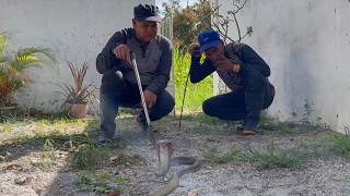 Mag Asawang Cobra Sa Isang Lungga Jtg Kamandag Boss Lar Channel