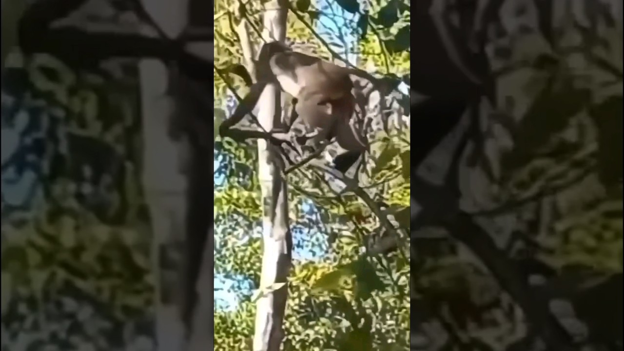 Monkey's Acrobatics Playtime in the Branches Goes Viral! 