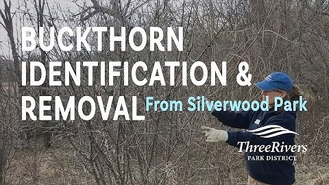 Buckthorn ID & Removal