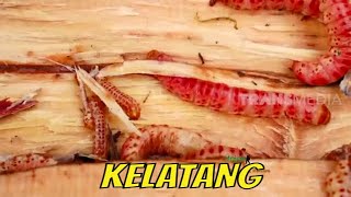 Berburu Kelatang | JEJAK PETUALANG