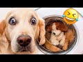 😺 Funny &amp; Cute Animal Videos Compilaton Of The 2025 🤣