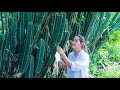 Have you ever taste Pedro Cactus Soup | Collect edible pedro cactus for soup | Pedro Cactus eating