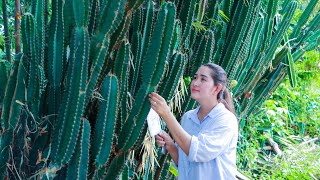 Have you ever taste Pedro Cactus Soup | Collect edible pedro cactus for soup | Pedro Cactus eating