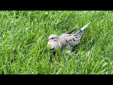 Helping an injured Mourning Dove
