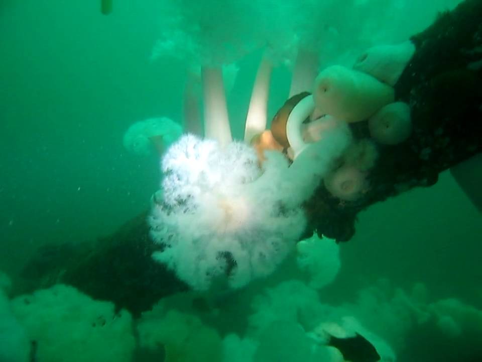 Plumose Anemones, Cove 2, 20091107
